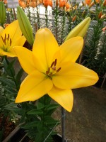 [5133 Kingsville VZ No02.JPG]